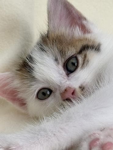 котят бесплатно: Ищем дом котяткам🥰 Возраст 1,5 месяца (3 июля родились) К лотку — 2