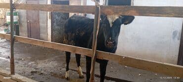 продажа щенков немецкой овчарки в бишкеке с документами: Продаю | Тёлка | Голштин, Алатауская | Для разведения, Для молока | Стельные — 6