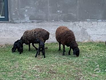 дворняжка собака: Продаю | Овца (самка), Ягненок | Гиссарская, Арашан | Для разведения | Котные, Матка, Ягнившаяся — 4