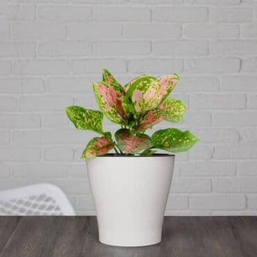 кастрюли большие: Цветочный горшок двойной "Лея"
 2,2 л 160сом
3,6л 200 сом
5л 260 сом — 1