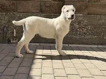домашний животные: Алабай, 3 месяца, Самец, С прививкой — 1