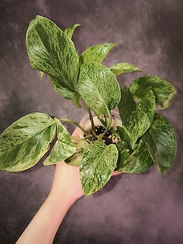 Комнатные розы: Эпипремнумы Энджой и Marble Queen 1-е фото Энджой 400с 2-е фото — 4