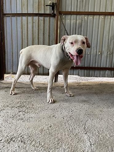 обстрел собак: Американский питдбуль кобель, белого окраса. Особенности: - — 2