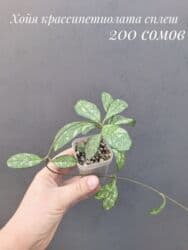 живые растения в аквариум купить: ● Комнатные растения (укоренённые черенки, молодые растения, взрослые — 22