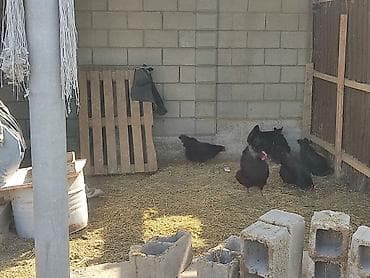 купить корягу в аквариум: Продаю | Куры | Домашняя | Несушки — 1