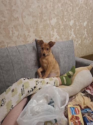 таба лапка большой: Добрая ласковая девочка Молли (дворняшка с помесью ) Лоток для — 6