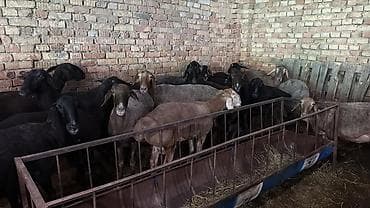 кой кант: Продаю | Овца (самка) | На забой | Матка, Ярка — 3