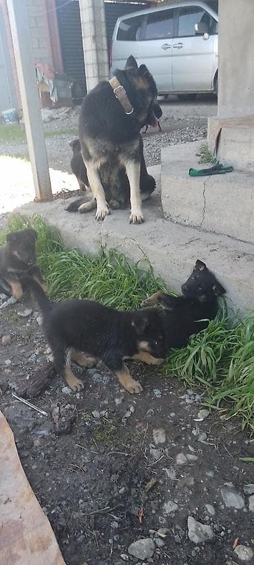 овчарку немецкий: Щенки немецкой овчарки старого типа с гарантией 100%. Сука рожает — 6