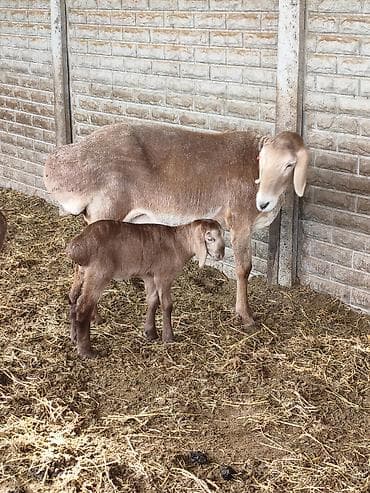 беркут птица: Продаю | Овца (самка) | Для разведения | Матка — 4