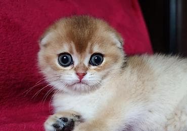 ориентальная длинношерстная кошка: Скотиш Фолд (Шотландская вислоухая), 2 месяца, Мальчик, Золотая шиншилла — 7