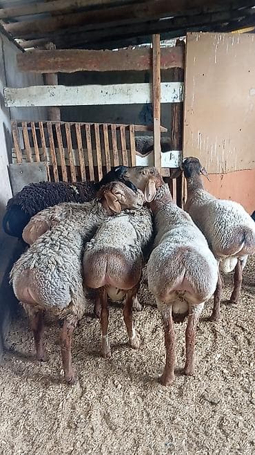 туретский кангал: Продаю | Баран (самец) | Для разведения | Племенные — 3