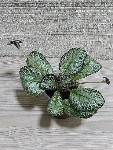 Упаковочные товары: Эписции 10 сортов. Крупные детки, некоторые с бутонами. Цветут — 8