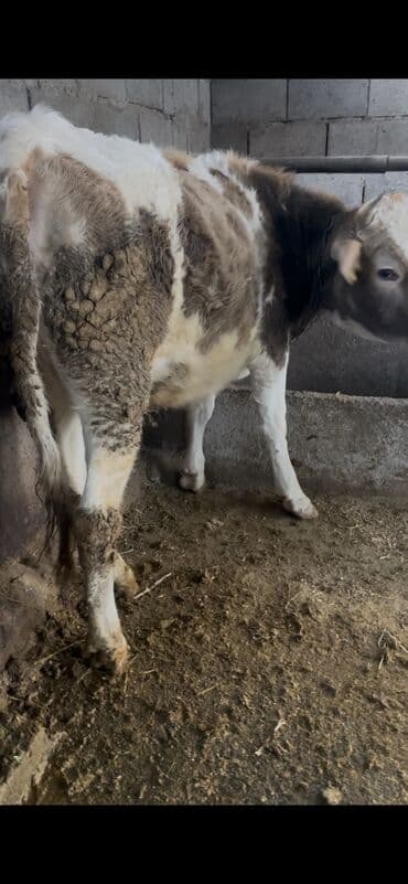 Птицы: Продаю | Тёлка | Алатауская | Для разведения, Для молока | Стельные, Нетель — 4