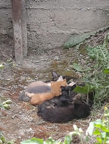 кошка черная: Кошка даром: Беспородная, 1 месяц, Мальчик — 1