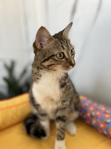 Находка и пропажа кошек: Кошка даром: Беспородная, 8 месяцев, Девочка, Кастрирована, Приучена к лотку, Проглистована — 2