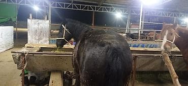 Жылкы сойуп бышырып тартып беребиз үйүнөн да жылкы соёбуз и жылкыбызда — 2