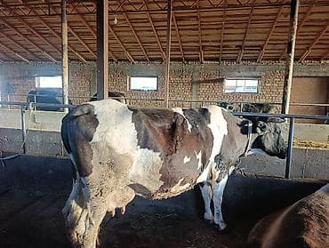 животные кот: Продаю | Корова (самка) | Полукровка | Для молока | Привязанные — 3