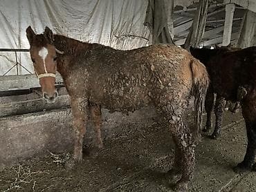 английская лошадь: Продаю | Кобыла (самка), Жеребец, Жеребенок — 3