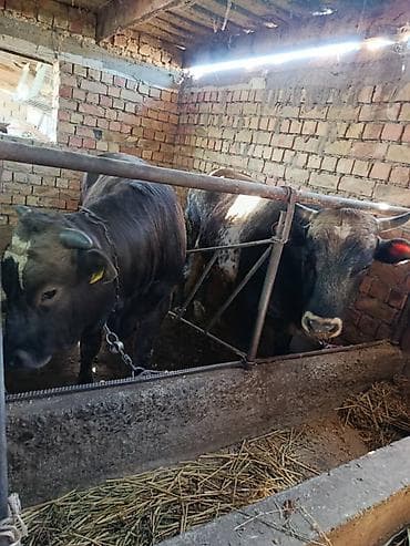 матрица для вощины: Продаю | Бык (самец) | На откорм | Привязанные — 3