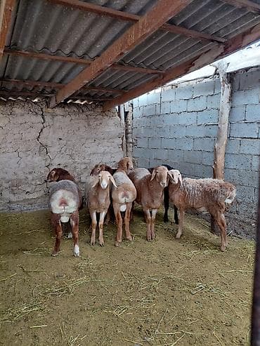 круглый: Продаю | Баран (самец) — 1