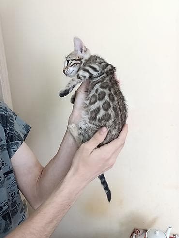 Бенгальская, 1 месяц, Мальчик, Приучена к лотку — 7