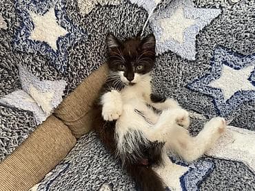 золотая шиншила кошка: Котята - Возраст 2 месяца. - Окрас: один черно-белый (маска на — 6