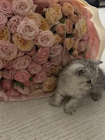 Скотиш Страйт (Шотландская прямоухая), 1 месяц, Мальчик, Приучена к лотку