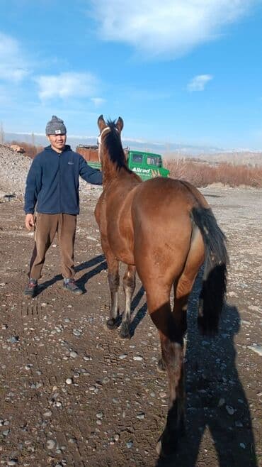 Иттер: Сатам | Тай | Ат спорту — 3