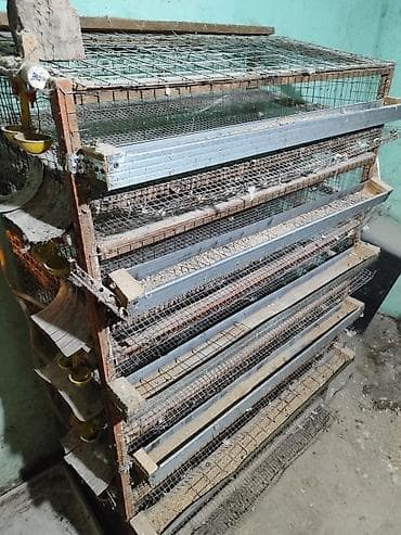 клетка для перепел: Батарея клеток для перепелов/мелкой птицы, многоярусная Описание: - — 1