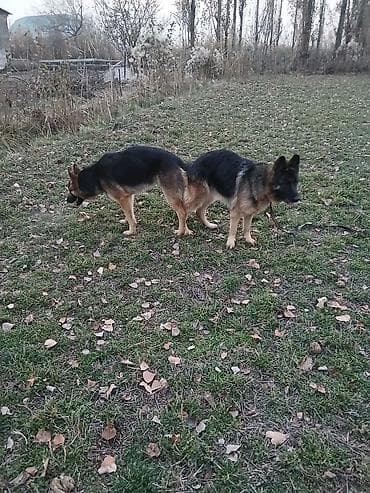 заберу собаку: Немецкая овчарка, 2 месяца, Самка — 6