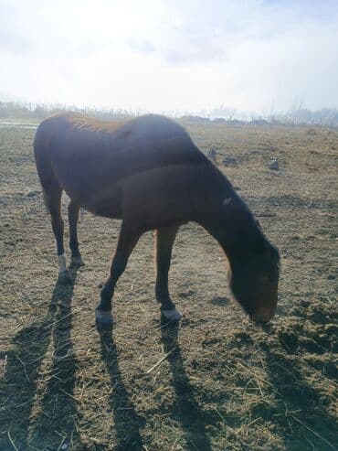 Рыбы: Продаю | Жеребенок | Для разведения | Племенные — 9