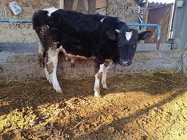 Корма для с/х животных: Продаю | Бык (самец) | На откорм | Привязанные — 8