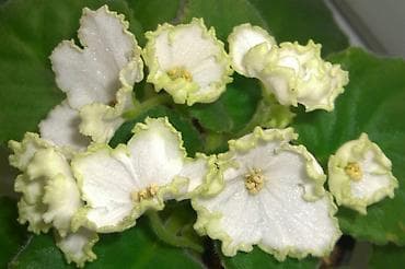 фиалка: В продаже детки(80-130с) около 200сортов, стартеры, взрослые — 6