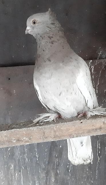 куры сибрайт: Два самца по 500 сом — 3