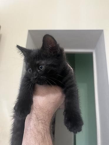 Үй жаныбарлары: Котята, помёт из четырех малышей: - Рыже-белый: короткошёрстный, белая — 4