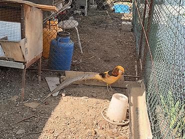 ит сатылат: Золотой фазан (самец), декоративная порода. Особенности: - Яркое — 1