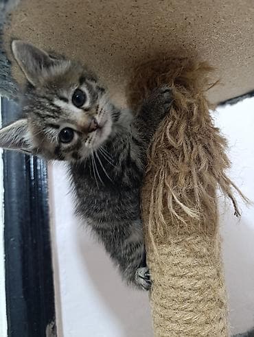 котята шатланские: В добрые руки Котята, классический тигровый окрас (серо-коричневые — 2