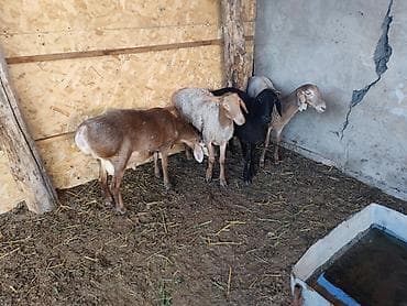 животные кошка: Продаю | Баран (самец) | Арашан — 3