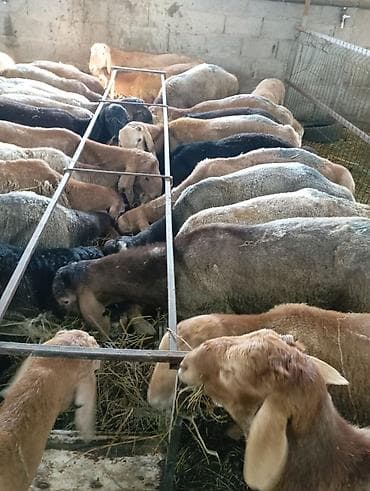 курдючные бараны: Продаю | Овца (самка) | Для разведения | Племенные — 9