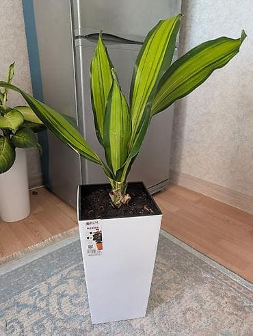 Драцены и Сансевиерии: Комнатное растение Dracaena (драцена) в высоком декоративном кашпо — 1