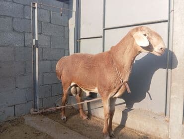 сколько стоит немецкая овчарка в бишкеке: Продаю | Овца (самка) | Для разведения — 3