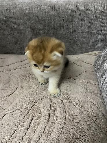 манчкин кот купить: Британский котёнок вислоухий (Scottish Fold) с родословной WCF кошка — 6
