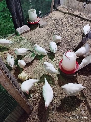 продаю птиц: Продаю цыплят Леггорн и Хайланд Соня курочки. вывелись 1 — 7