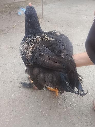 уй жаныбар: Сатам | Короздор | Жарым брама | Союуга — 3