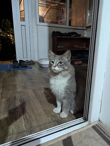 возьму кошку: 3 года, Девочка, Приучена к лотку, Проглистована, С прививками — 5