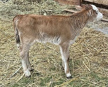 улар сатылат: Сатам | Кунаажын | Бордоп семиртүү үчүн — 5