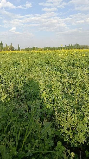 Чоп пресс сатам арзан баада. Адрес ош шаары