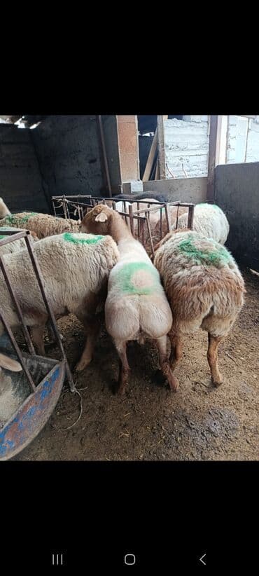 купить щенка пинчера: Продаю | Овца (самка) | На забой — 4