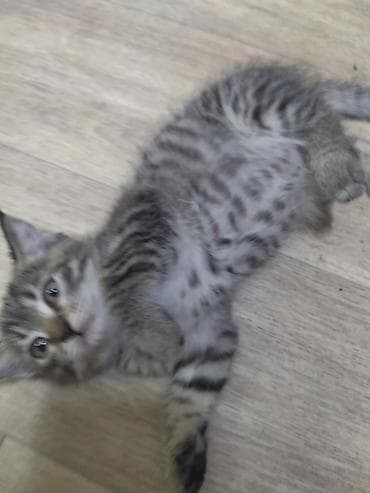 scottish fold: Бело-пепельный шерсть как у плюшевого медвежонка, у второго шерсть — 5