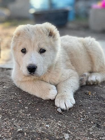 Аквариумдар: Алабай
Дата рождения: 21.12.2025 — 1
